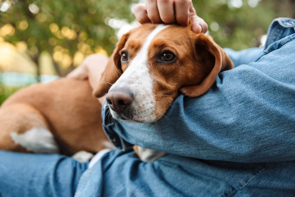 Dog on a lap at pet-friendly Wild Air Landing apartments in zionsville